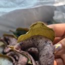 광주 답례떡 설이향 망개떡 수완지구 떡집 시식 후기