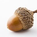 도토리 이미지