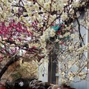 쑥고개:마음오는길 | 비 오는 날 양산 원동 매화축제 실시간 후기 울산대교 드라이브부터 미나리 전 먹방까지!