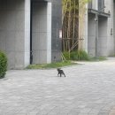 250616-250622 밤이 되어 시작된화려한 parade 속너와 함께