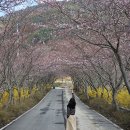 방죽포경로당 | 여수 벚꽃 실시간 승월마을 전남 벚꽃 명소 추천
