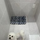 부산애견호텔 댕스스쿨 이미지