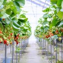 홍집농장 이미지