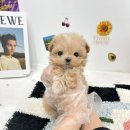 요기독 강아지분양 고양이분양 수원본점 이미지