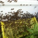 풍촌농장 이미지