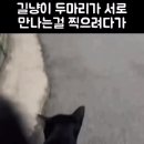 뜻 밖의 길냥이의 하트선물 이미지