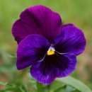 청암순대 이미지