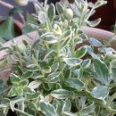 이화초등학교 이미지