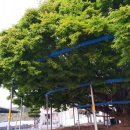 대구면사무소 이미지