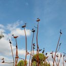 장아산공원 화장실 | 아산 가볼만한곳 모나밸리