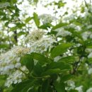 자작마을 이미지