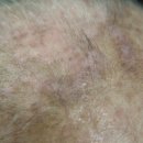 메어리벳의원 이미지