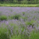 점동농장 이미지