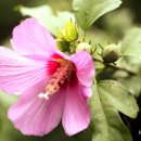 보타닉가든의 무궁화: Rose of Sharon 이미지
