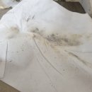 바이팡 | [곰팡이제거제] 욕실&벽지 곰팡이 제거는 붙이는 곰팡이제거제 "바이팡"