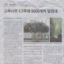 고추나무 1구루에 5,000개씩 달렸네 이미지