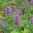 카페꽃길 이미지