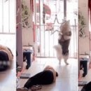 펫샵 인사이트