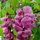 난초목장 이미지