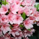 기리시마 이미지