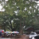 당산나무민박 이미지