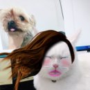 어울림 동물병원 이미지