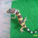 렙타일리아
