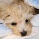 모래내동물병원 이미지