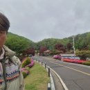 스카우트 그루터기 이미지