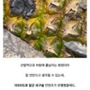 화룡 - 태안군 | 화룡