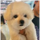 미니퍼피 이미지