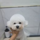 마미몽 펫샵 이미지