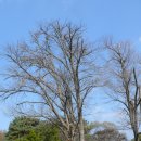 계수나무 이미지