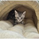 애견용품 창고형 할인매장 이미지