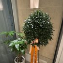 파크 블러썸 이미지