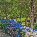 이순신공원(위령탑) | 경남 통영 수국 명소 이순신공원 실시간 7월 가볼만한곳