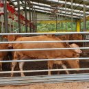 보전축산 이미지