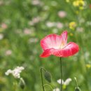 배곧생명공원 이미지