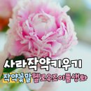 작약꽃말 사라작약 키우기 헬로우조이풀 계절 생화 인테리어