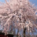 무심천 벚나무길 이미지