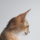 말랑말랑 이미지