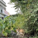 경화 대 반점 이미지