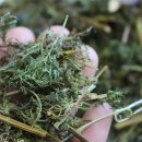 인진쑥농장 이미지