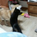 덕구복구