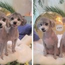 커들리 독 이미지