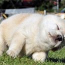 거울보는 강아지 이미지