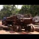 캄보디아 산림관리국장 해임, 불법벌목과의 전쟁 (프놈펜포스트 2010-4-7) 이미지
