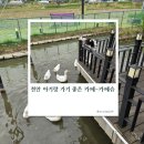 카페슈 | 천안 아기랑 카페 추천, 도심 속 자연 카페 ‘카페슈’ 오리·잉어 먹이체험 가능 🪿🌱