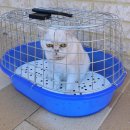 가방위에 고양이 이미지