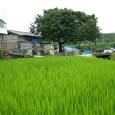 느티나무회관 이미지